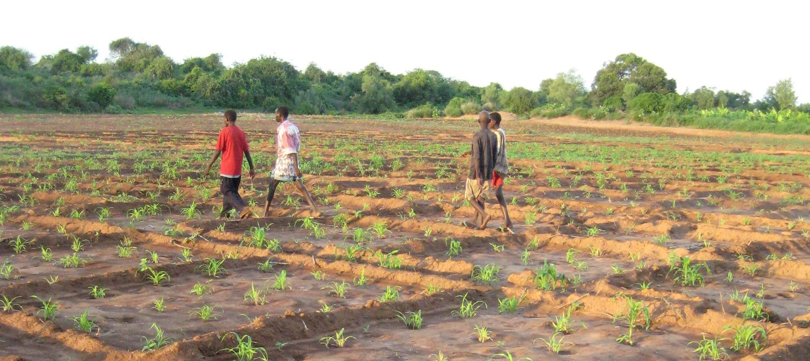 Endline Evaluation - Somalia Seed Systems Recovery Initiative